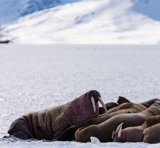 Noorderlicht-svalbard-adventure-walrus
