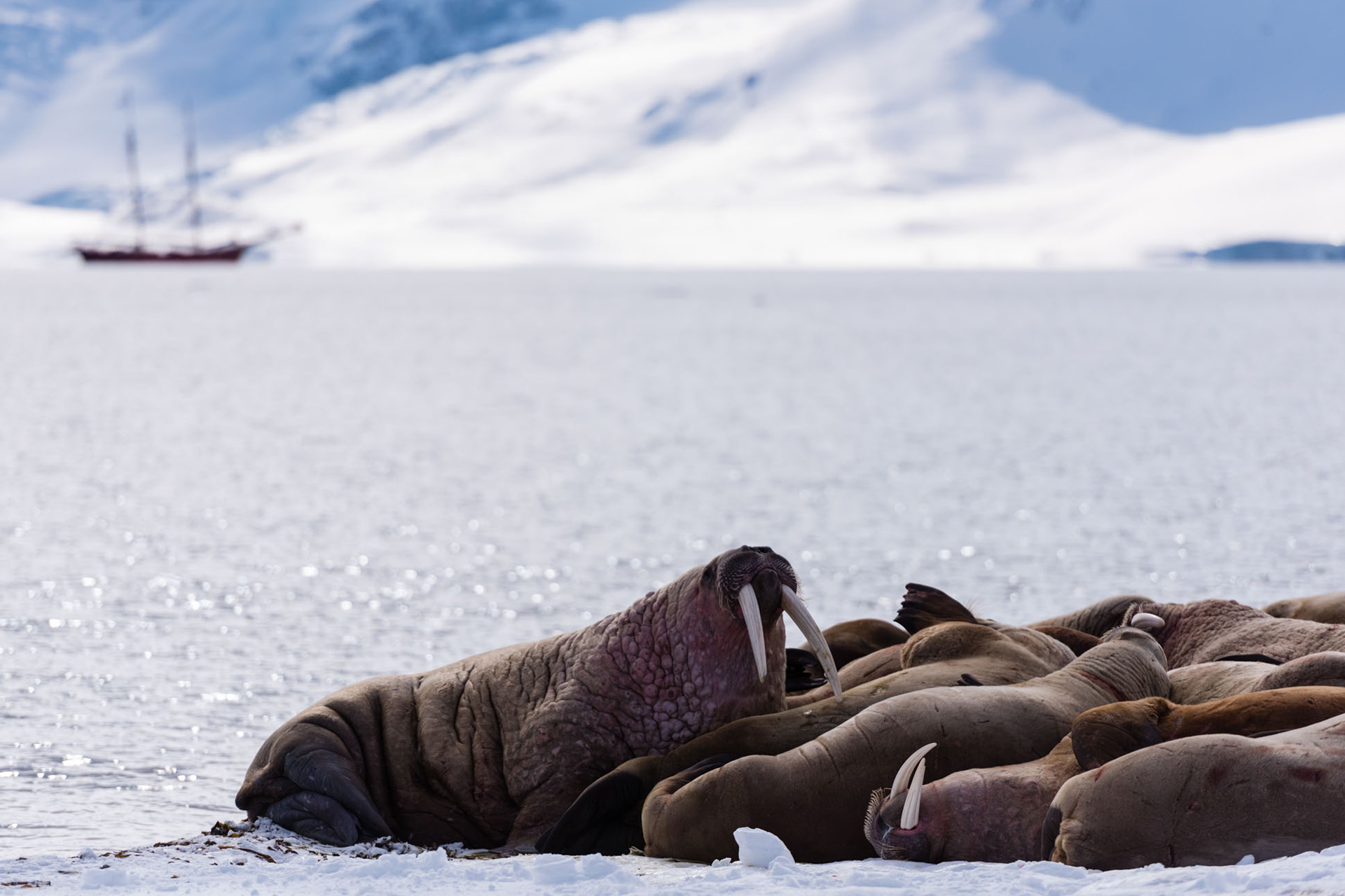 Noorderlicht-svalbard-adventure-walrus
