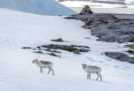 Noorderlicht svalbard arctic spring wildlife reindeer