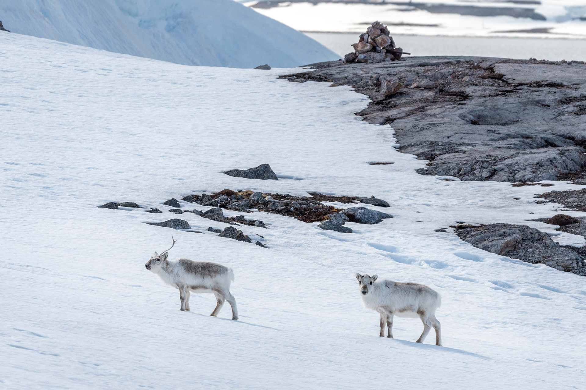Noorderlicht svalbard arctic spring wildlife reindeer