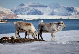 Noorderlicht-svalbard-reindeer