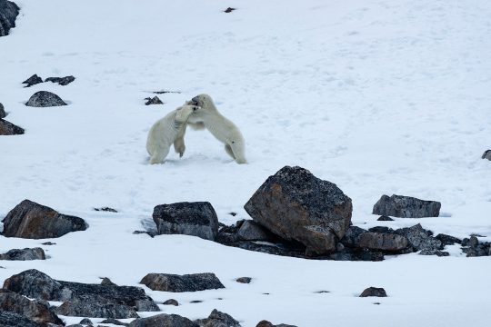 Noorderlicht-wildlife-Svalbard-Polar-Bears