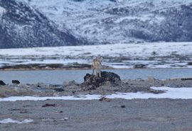 Noorderlicht Svalbard fox