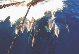 Oosterschelde dolphins in the bows
