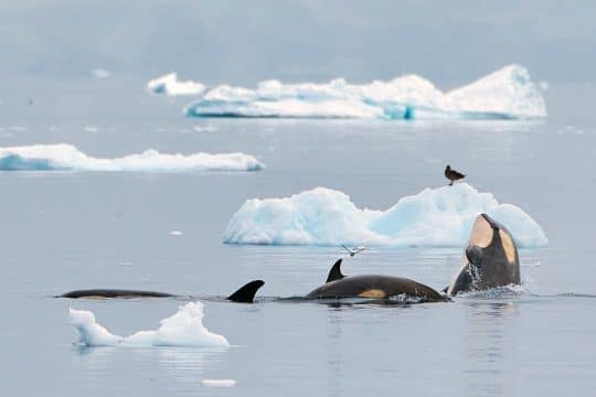 Orca whales in Gerlache straight, Antarctica from Tecla