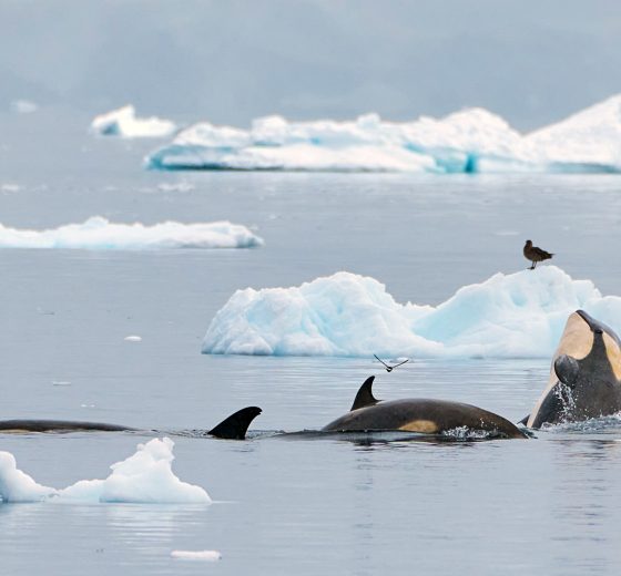 Orca whales in Gerlache straight, Antarctica from Tecla