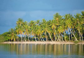 Palm tree islands French Polynesia Pacific Tecla