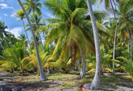 Palm trees on Tuamotu French Polynesia with Tecla