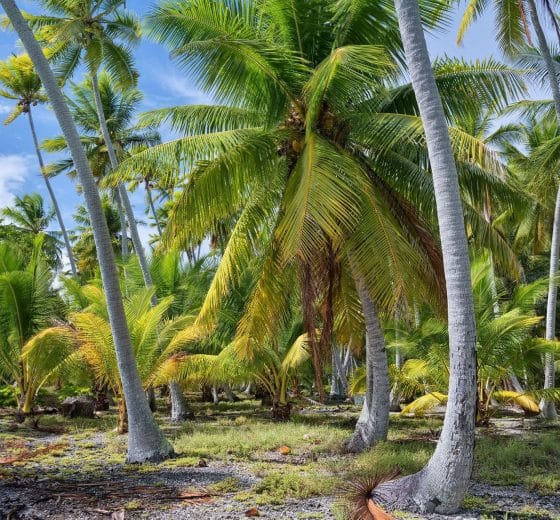 Palm trees on Tuamotu French Polynesia with Tecla