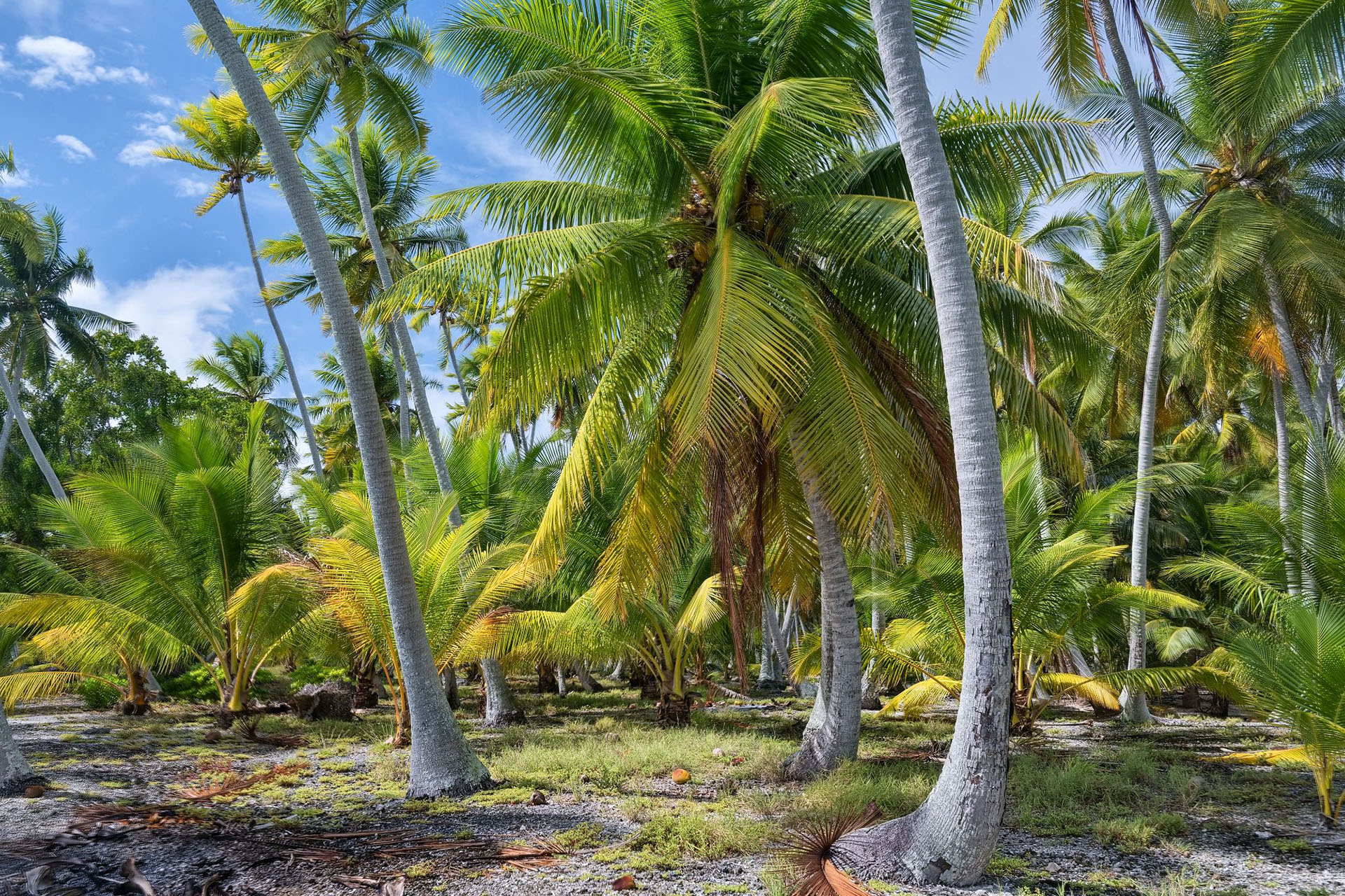 Palm trees on Tuamotu French Polynesia with Tecla