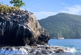 Pelicans on rock with Florette Caribbean