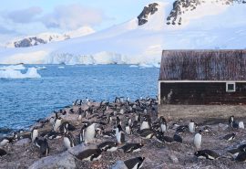 Penguins wildlife at Waterpoint Bay Antarctica