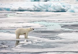 Polar bear Svalbard