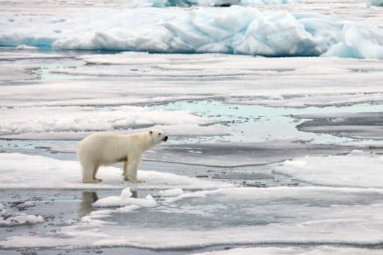 Polar bear Svalbard