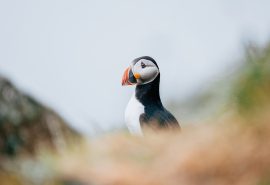 Puffin Sitting on Cliff Scotland