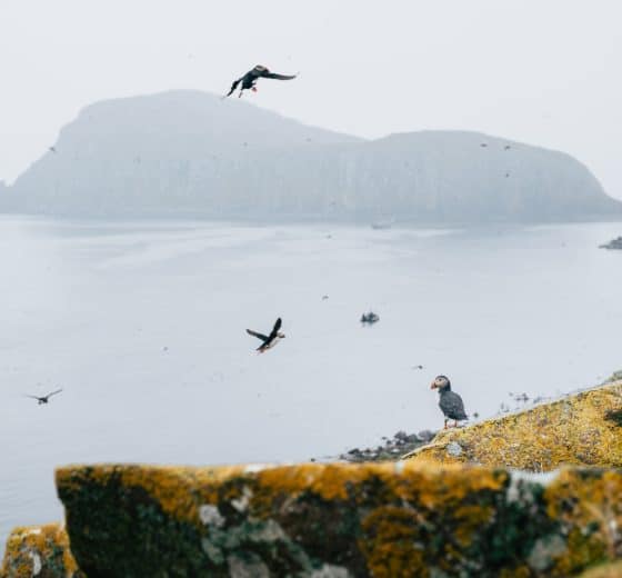 Puffin in Flight Scotland