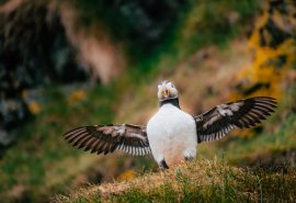 Puffin on Scottish Cliff