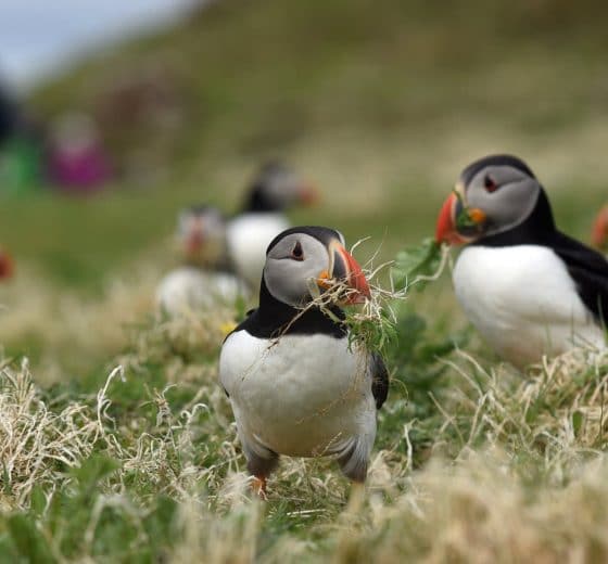 Puffins-credit-Clare-Kendall