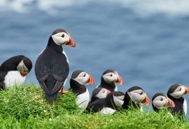 Puffins