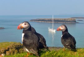Puffin explorer sailing Mull, Staffa & the Inner islands