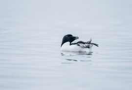 Razorbill scotland wildlife bird