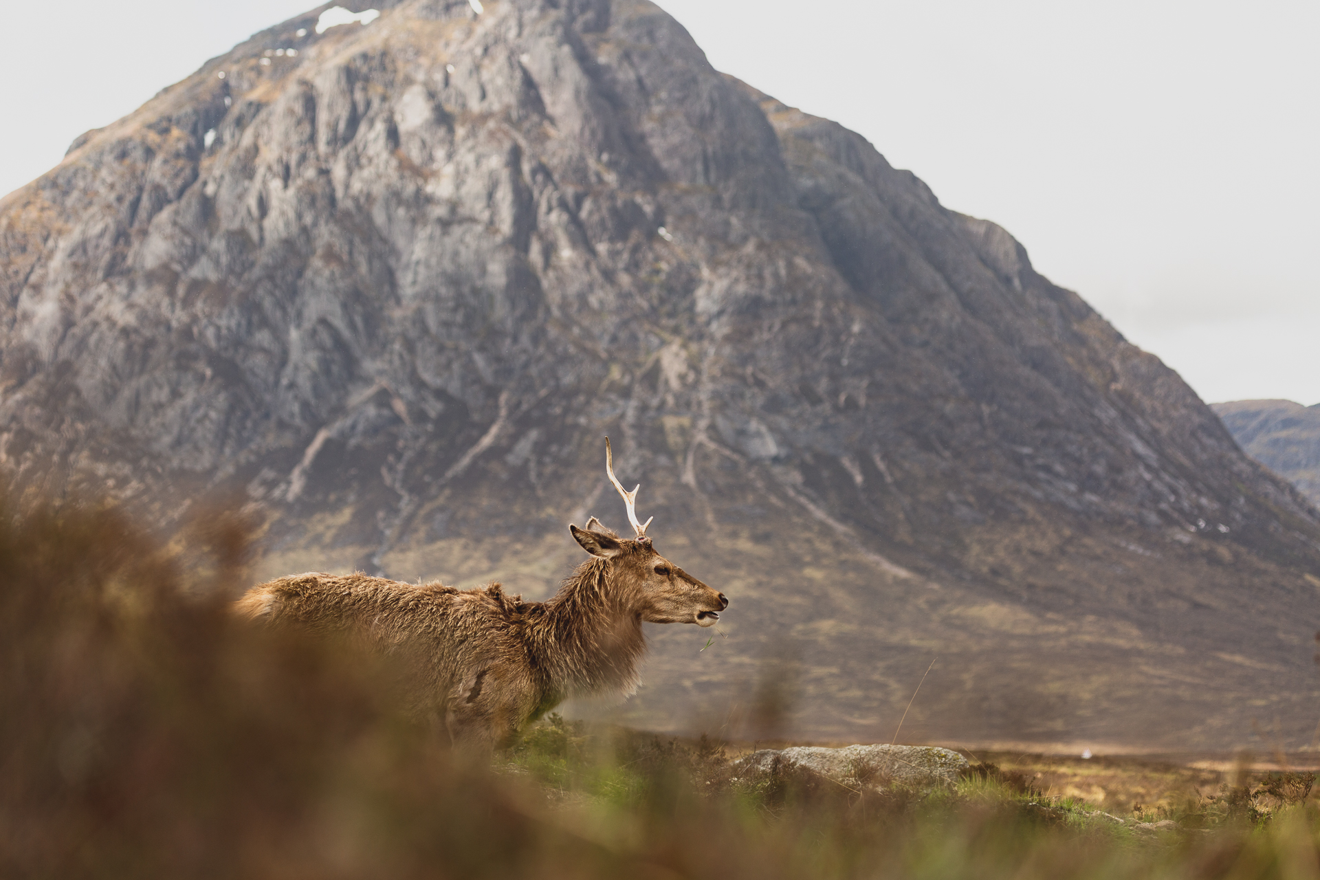 Red Deer in Scotland