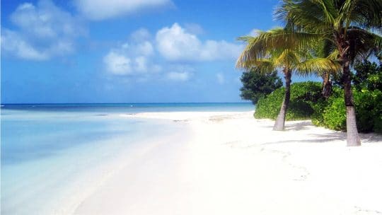 SC caribbean palm beach