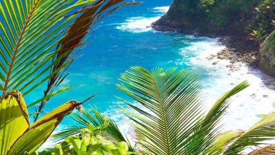 caribbean palm coast