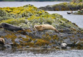 seals sailing holiday