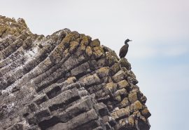 Scotland-Coromorant-Staffa