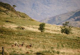 Scotland wildlife Deer