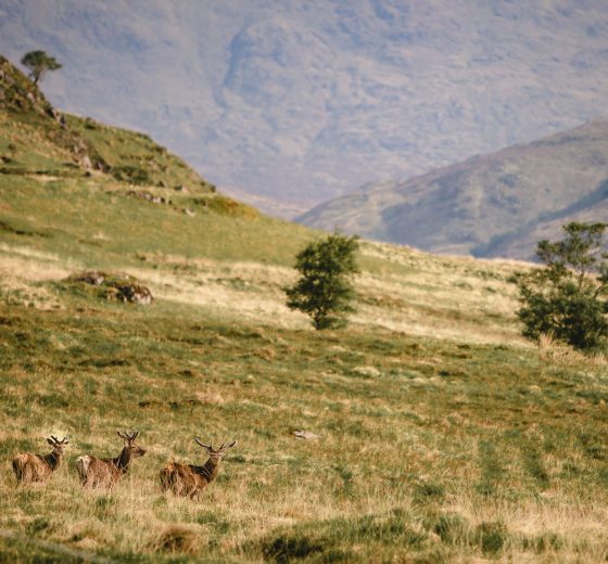 Scotland wildlife Deer