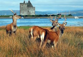 Scotland Deer on the isle of Arran