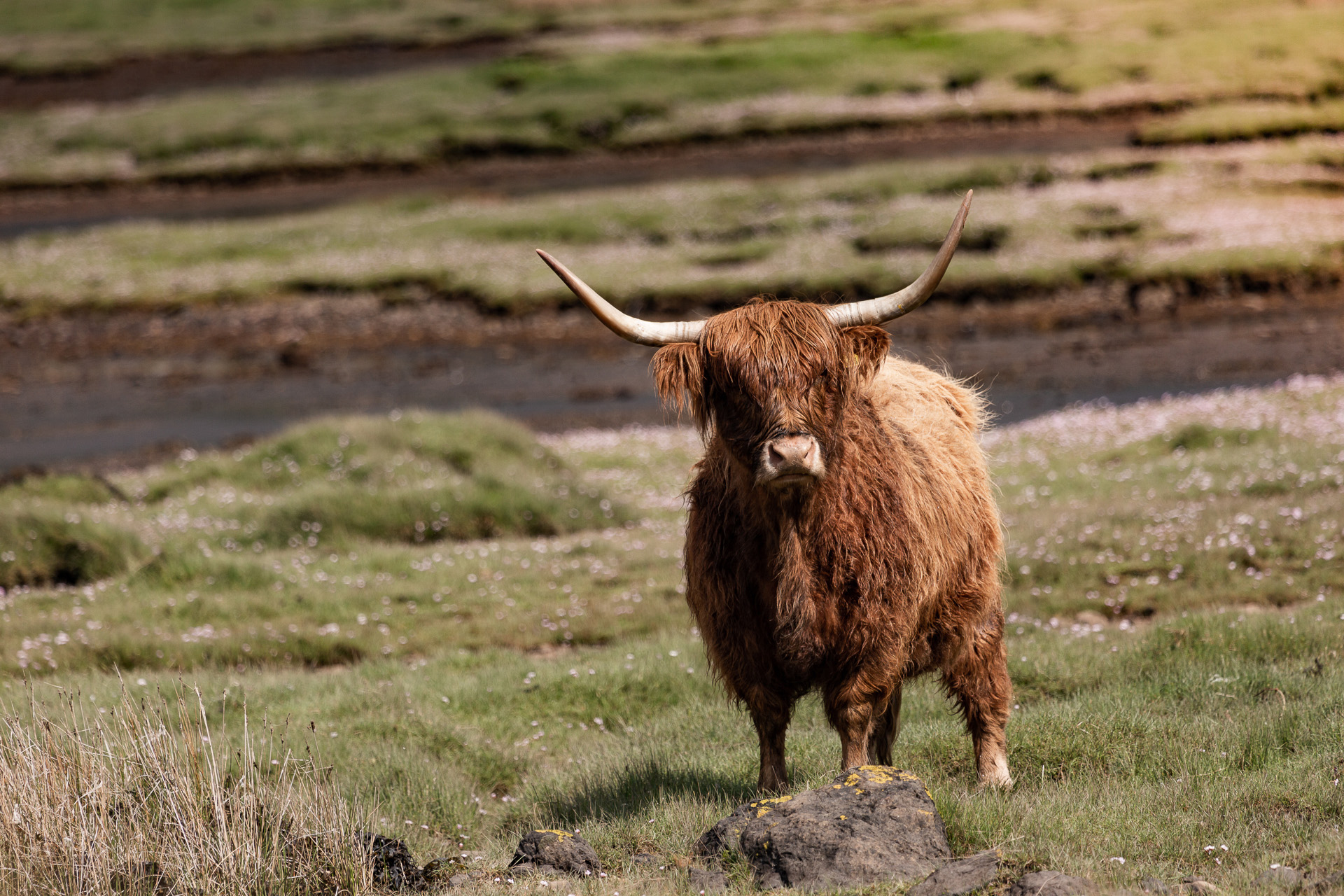 Scotland-Highland-Cow