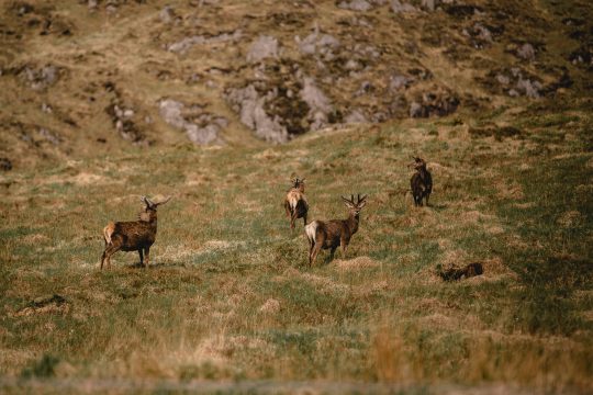 Scotland-Highland-Deer