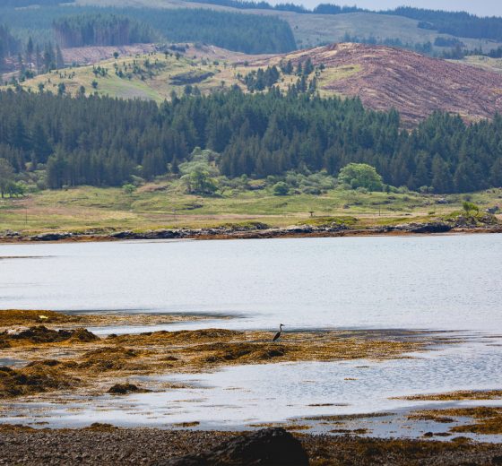 Scotland-Mull-Loch-Heron