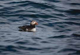 Scotland-Puffin-Staffa-Hebrides