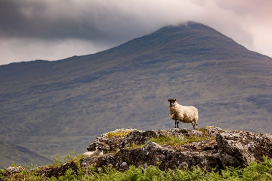 Scotland-Ram-Mull