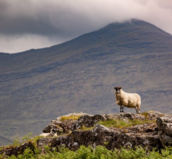 Scotland-Ram-Mull