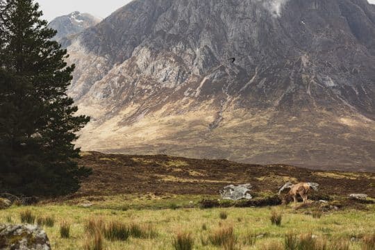 Distance shot of Red Deer in Scotland