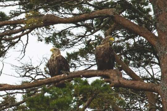 Scotland-Sea-Eagle-Pair