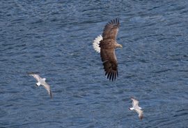 Scotland-Sea-Eagle-Skye-Flying