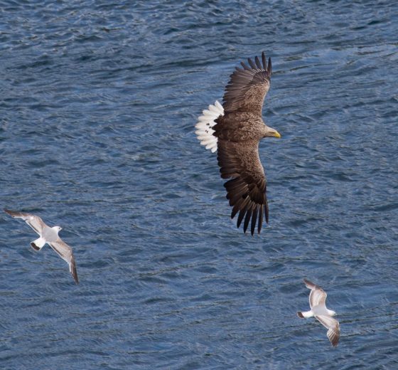 Scotland-Sea-Eagle-Skye-Flying