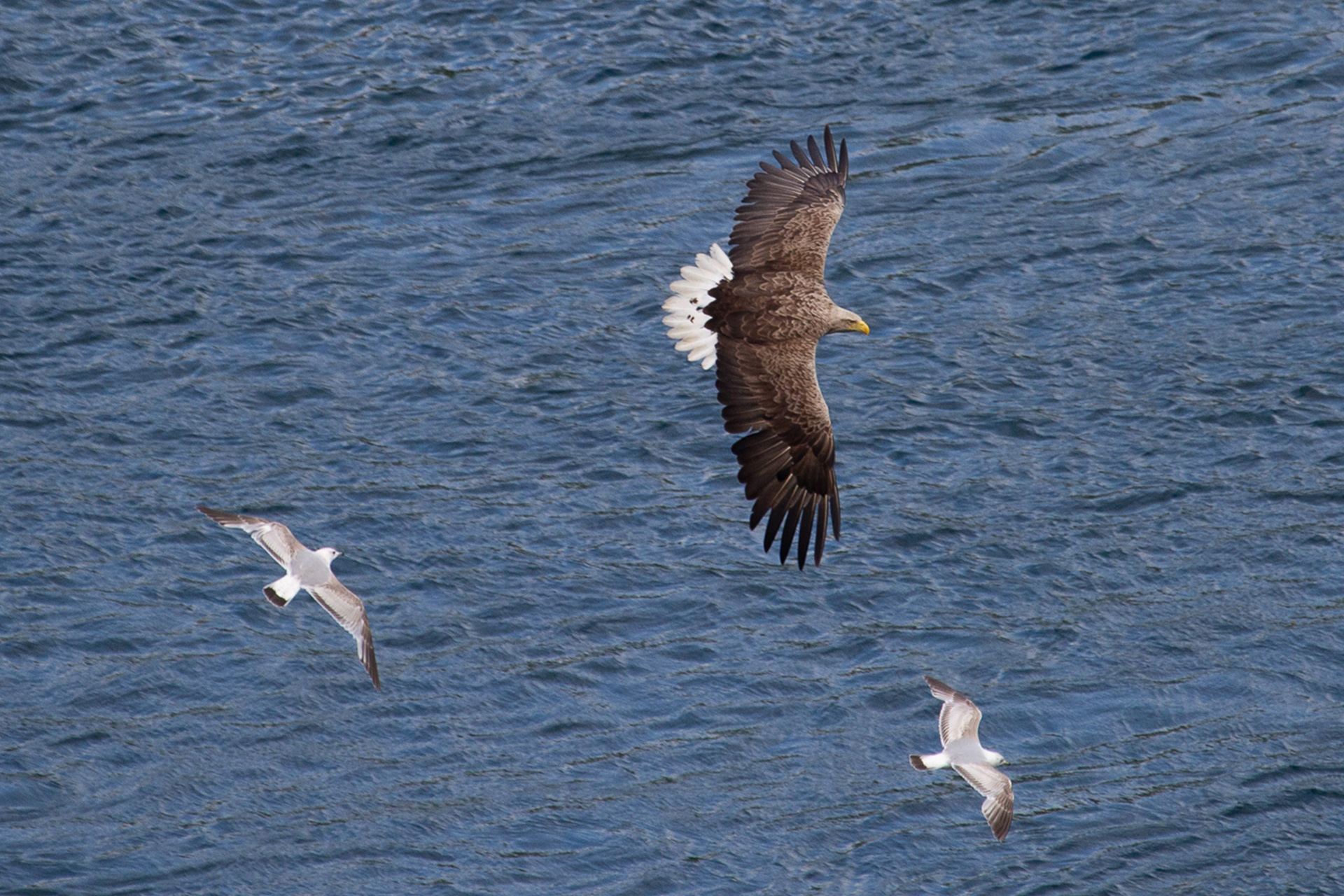 Scotland-Sea-Eagle-Skye-Flying