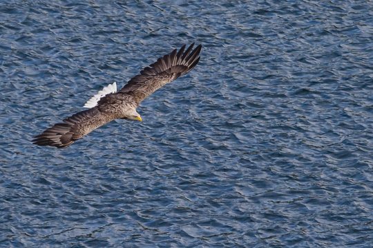 Scotland-Sea-White-Tailed-Eagle