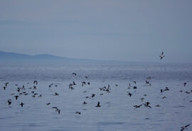 Scotland St Kilda Birds