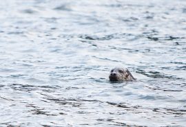 Scotland-grey-seal-swimming