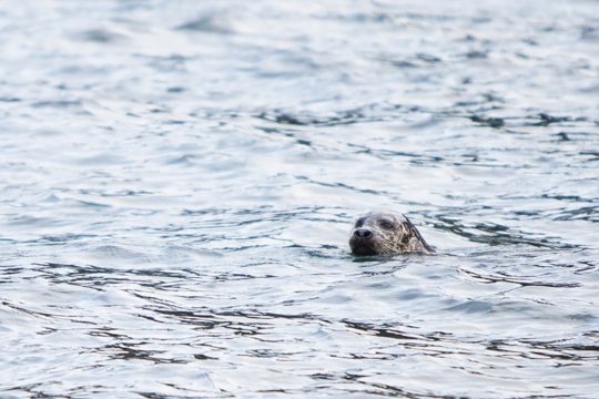 Scotland-grey-seal-swimming