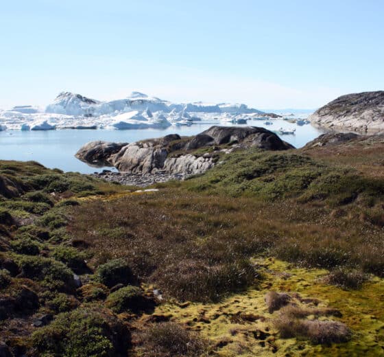 Sea dragon view from shore of Ilulissat Icefjord, Arctic