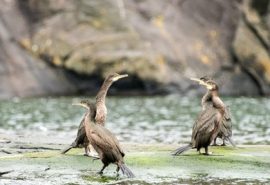 Seabirds in the Hebrides